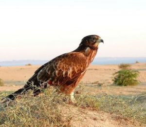 سارگبه